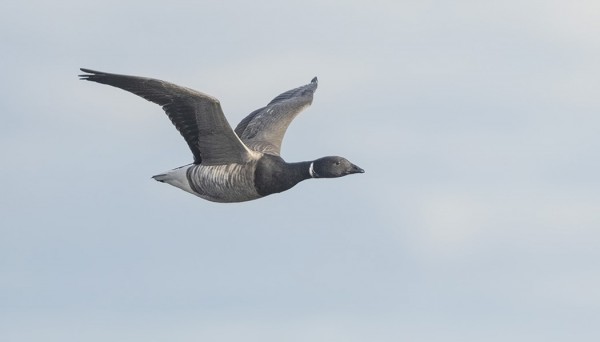 SEPELHANHI ITÄRANNALLA