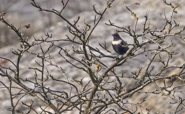 SEPELRASTAS TÄNÄÄN KATTRUMPANIN RINTEESSÄ