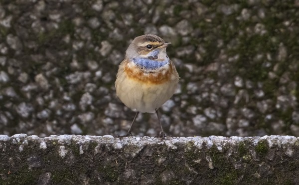 TÄMÄN AAMUN SINIRINTA OLESKELI MAJAKKAMÄEN KIVIPORTAILLA