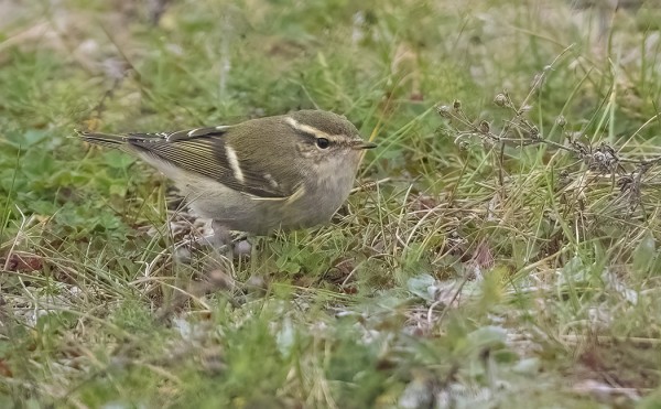 TAIGAUUNILINTU RUOKAILI MAASSA