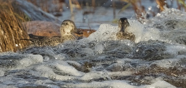 TAVEJA ITÄRANNAN KUOHUISSA
