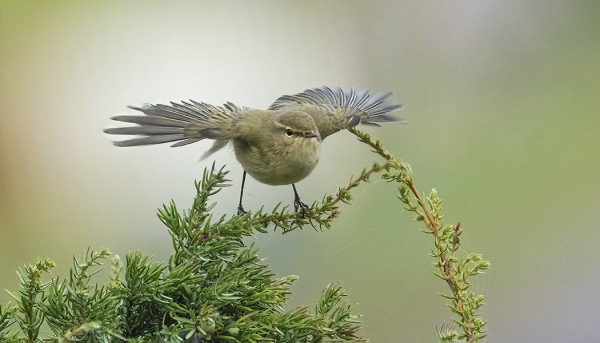 TÄNÄÄN OLI TILTALTTIEN "MASSAPÄIVÄ"!