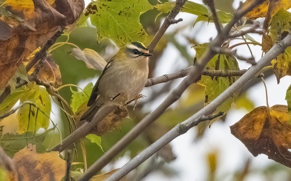 TULIPÄÄHIPPIÄINEN ILAHDUTTI KAIKKIA