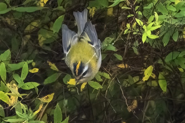 TULIPÄÄHIPPIÄINEN OLI EDELLEEN KOULUN NURKILLA