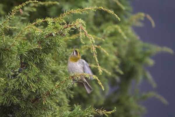 TULIPÄÄHIPPIÄINEN KÄVÄISI MEIDÄN MEREN PUOLEN KAHVIPAIKAN VIEREISESSÄ KATAJASSA