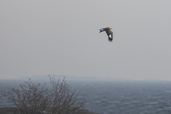 MAAKOTKA LÄHTEE ITÄMERELLE