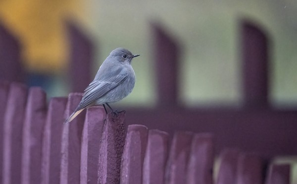 MULELI KAUPAN VIEREISELLÄ AIDALLA