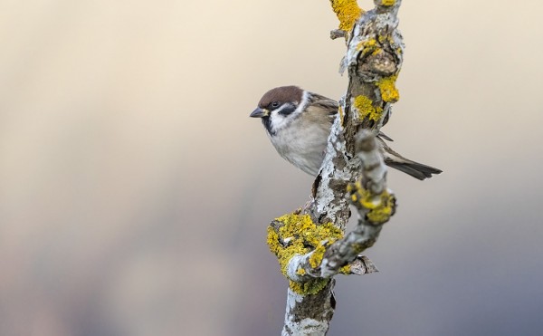 PIKKUVARPUNEN ON ILMESTYNYT MEIDÄN SAUNALLE