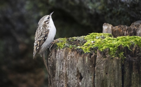 PUUKIIPIJÖIDEN MUUTTO ALKAA OLLA OHI