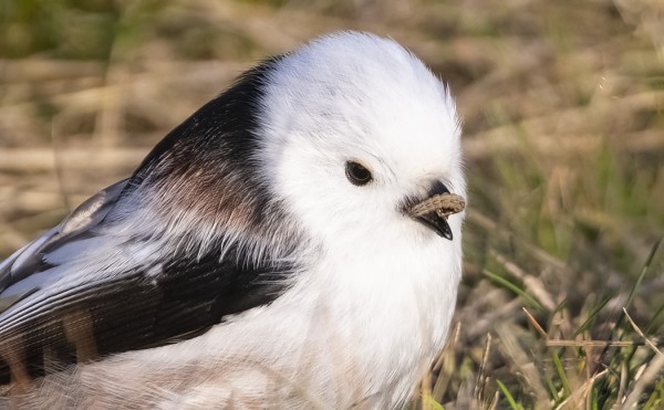 PYRSTÖTIAINEN LÖYSI TOUKAN SYÖTÄVÄKSI