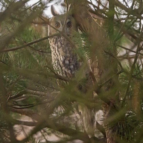 SARVIPÖLLÖT OVAT MELKEIN AINA JOIDENKIN OKSIEN TAKANA "PIILOSSA"