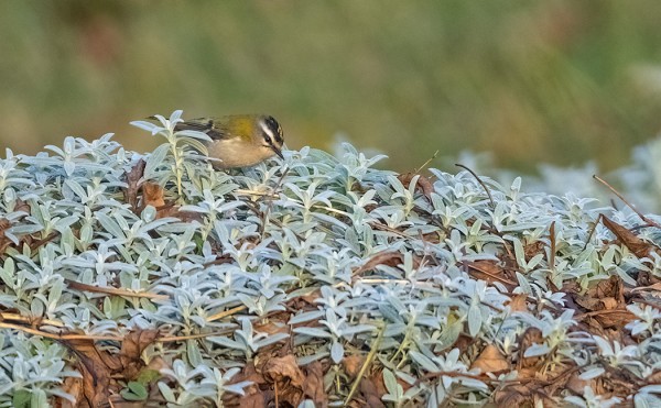 TULIPÄÄHIPPIÄINEN HAKI RUOKAA HOPEAHÄRKKIKASVUSTOSTA