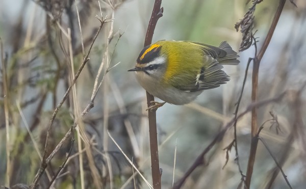 KESNÄSIN KOIRAS TULIPÄÄHIPPIÄINEN