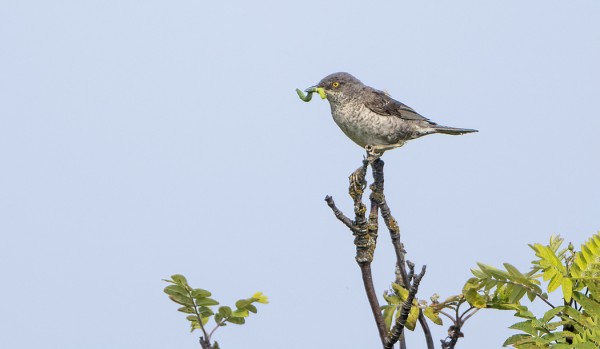 KIRJOKERTTU PESI MUUTAMAN VUODEN TAUON JÄLKEEN TAAS UTÖSSÄ