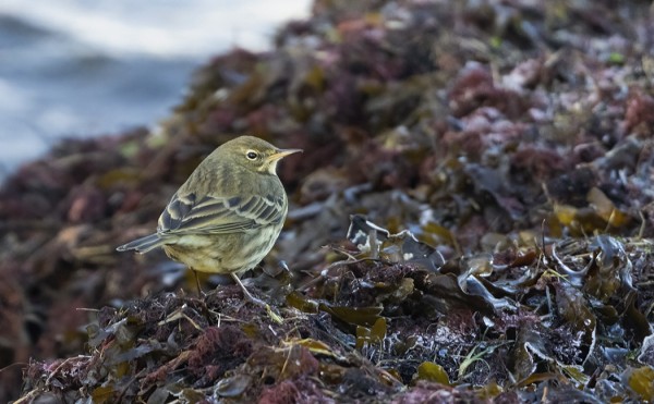 1-2 LUOTOKIRVISTÄ ON EDELLEEN NÄHTÄVILLÄ PÄIVITTÄIN