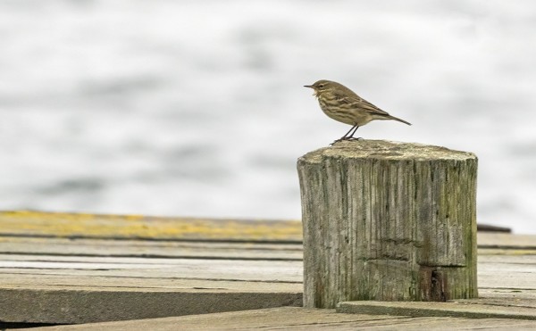 LUOTOKIRVISIÄ ON EDELLEEN KAKSI