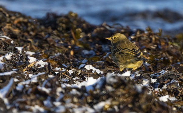 LUOTOKIRVINEN ON SELVITTÄNYT MYRSKYT JA PAKKASET