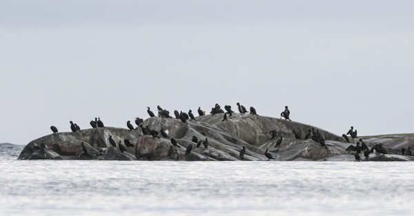 MUUTAMA KYMMENEN MERIMETSOA TALVEHTII FLADANILLA