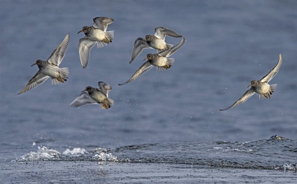 MERISIRREJÄ ON NYT MUKAVASTI NÄHTÄVILLÄ