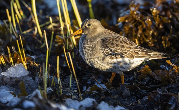 MERISIRRIT HAKIVAT SUOJAA ITÄRANNALTA