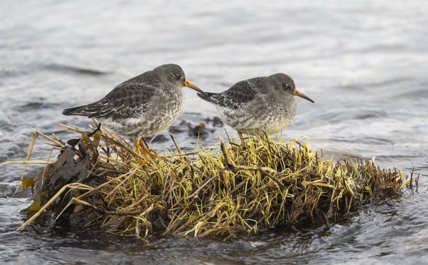 MERISIRREJÄ RIITTÄÄ
