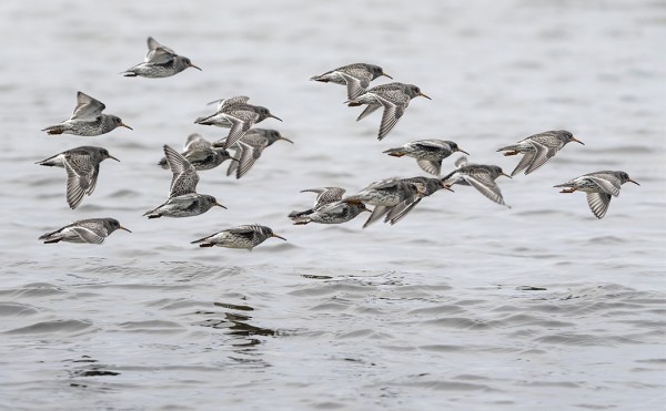 MERISIRRIPARVI LENNOSSA