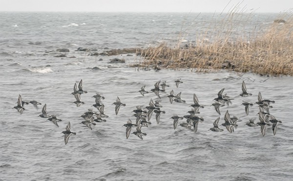 MERISIRRIT OVAT NYT PÄIVITTÄIN RUOKAILLEET ITÄRANNALLA