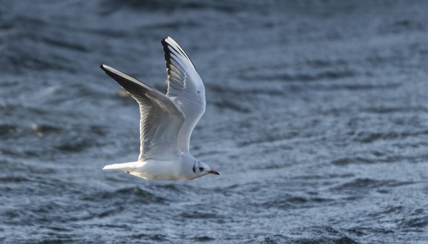 NAURULOKKEJA ON NYT TALVELLA OLLUT TAVANOMAISTA VÄHEMMÄN