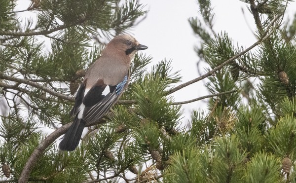 YKSI NÄRHI ON JÄÄNYT SAAREEN VIETTÄMÄÄN TALVEA