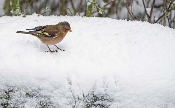 MUUTAMA PEIPPO TALVEHTII UTÖSSÄ