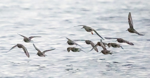 punajalkaviklo_01_Korppoo_01_22