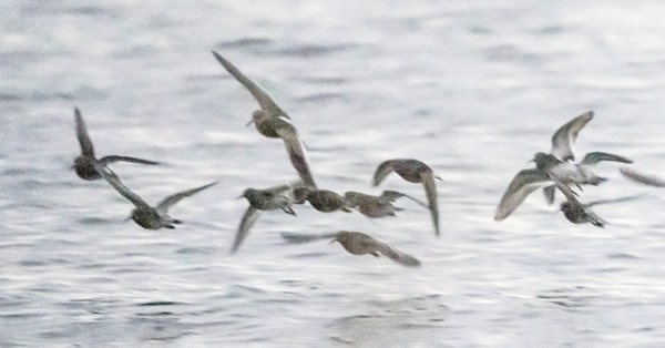 TÄYSPILVISESSÄ KELISSÄ VAJAA 15 MIN ENNEN "AURINGONNOUSUA" OTETUT PARI DOKUMENTTIKUVAA PUNAJALKAVIKLOSTA MERISIRRIEN SEURASSA