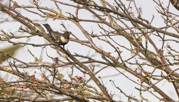 SYKSYINEN SEPELRASTAS