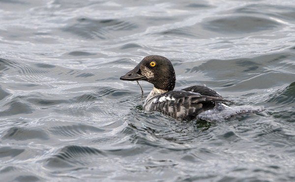 TELKKIÄ ON SAAREN VESILLÄ TAVANOMAISTA VÄHEMMÄN