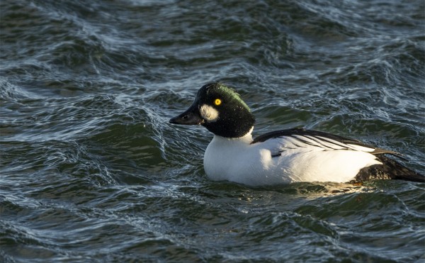 SINISORSIEN OHELLA TELKKÄ ON YLEISIN UTÖN VESILINTU TALVELLA