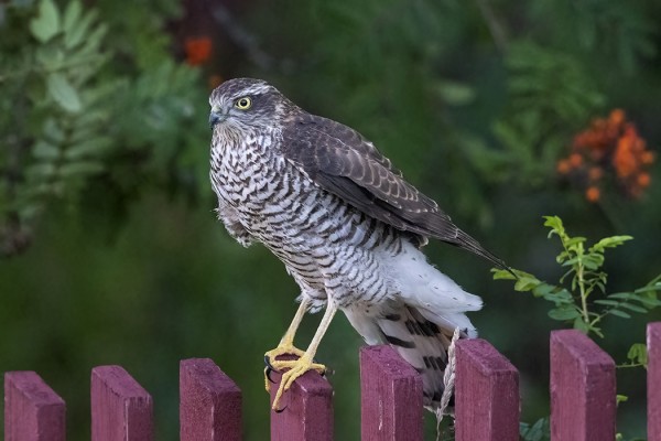 VARPUSHAUKKAMUUTTO OLI ERITYISEN RUNSASTA SYKSYLLÄ 2021