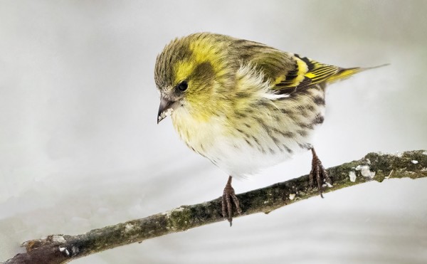 VIHERVARPUSIA ON LIKIMAIN PÄIVITTÄIN, MUTTA URPIAISET KATEISSA
