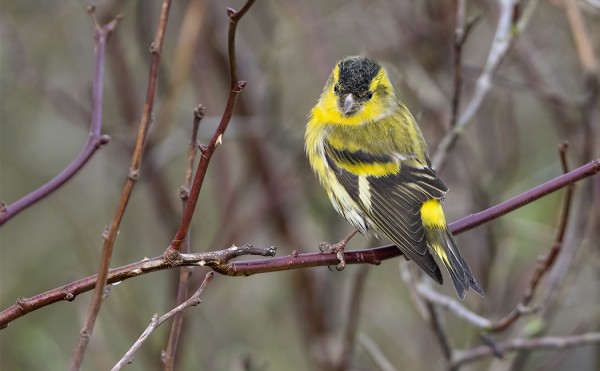 VIHERVARPUSIA NÄKYY VAAN EI YHTÄÄN URPIAISIA