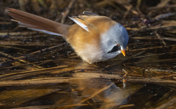 USEIMMMAT UTÖSSÄ NÄHDYISTÄ VIIKSITIMALEISTA ON LÖYTYNYT ITÄRANNALTA