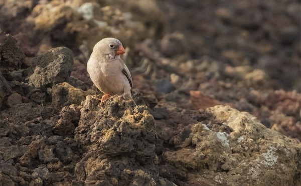 PARI AAVIKKOTULKKUA VIIHTYI EL GOLFOSSA