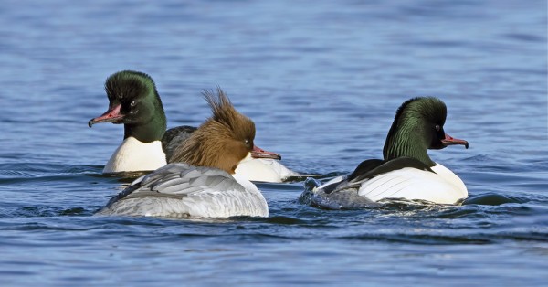 ISOKOSKELOITA ON KERÄÄNTYNYT FLADANILLE
