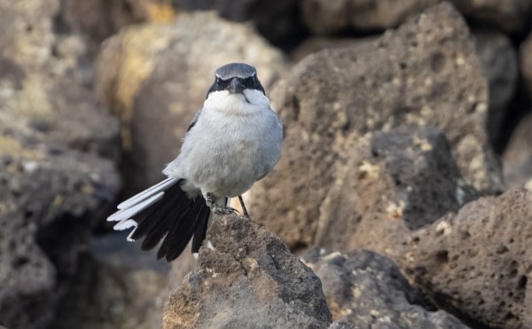 isolepinkäinen_koenigi_01_Lanzarote_02_22