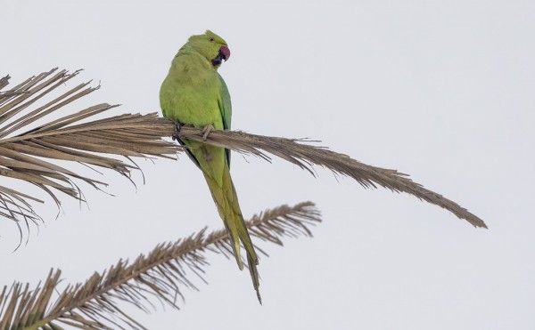 MUUTAMA KAULUSKAIJA PITI ÄÄNTÄ RANNAN PALMUISSA