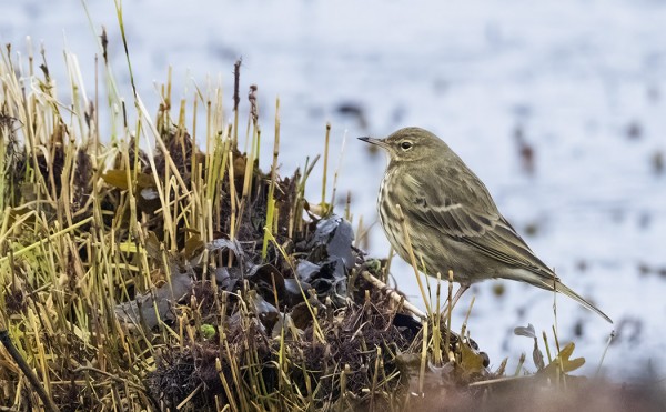 LUOTOKIRVINEN EI OLE VIELÄKÄÄN "MUUTTUNUT" VUORIKIRVISEKSI...