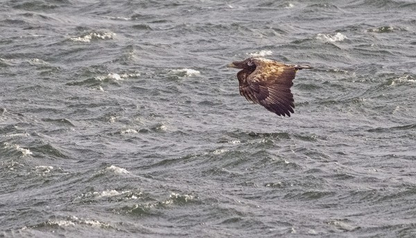 MERIKOTKA PINTAA PITKIN VASTATUULEEN