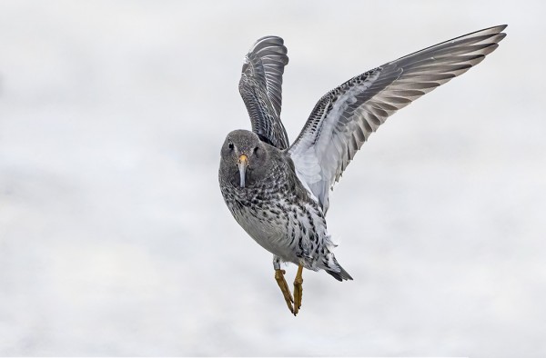 MERISIRREJÄ RIITTÄÄ, TÄLLÄ NÄKYY RENGAS JALASSA