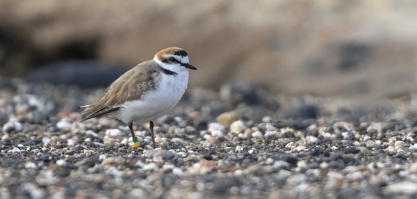 MUSTAJALKATYLLIT OVAT KUULEMMA PAIKALLISIA