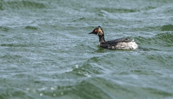 MUSTAKAULA-UIKUT OVAT ALTAILLA USEIN VÄHÄN KAUKANA KUVAAMISTA AJATELLEN