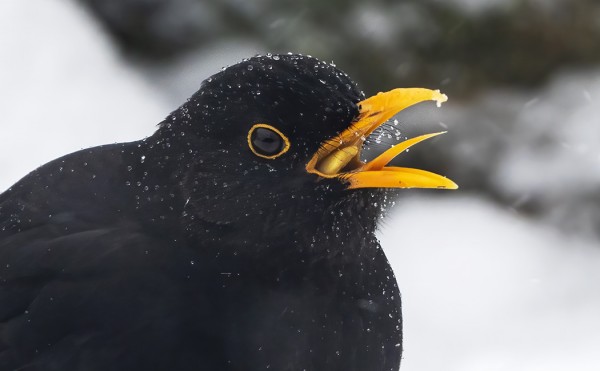SYÖDÄ PITÄÄ AHKERASTI MYRSKYN KESKELLÄKIN