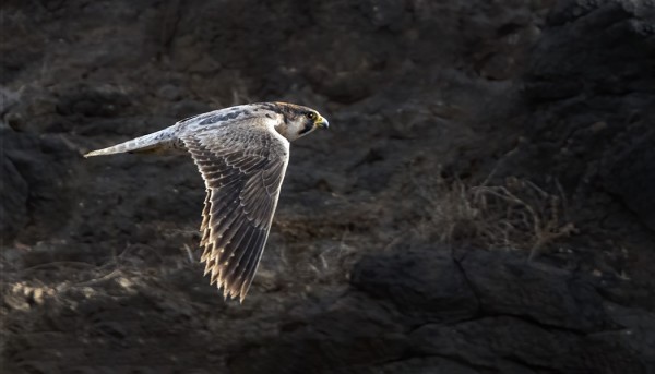 PELEGRINOIDES-ALALAJIN MUUTTOHAUKKA JANUBIOLLA